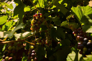 Weintrauben im Schatten